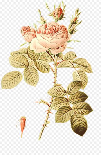 Rose Rose