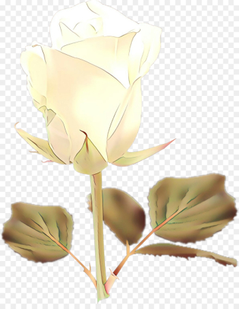 Rose Rose