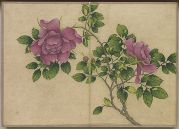 Rose (18th Century) painting in high | Free Photo - rawpixel Rose (18th Century) painting in high | Free Photo - rawpixel