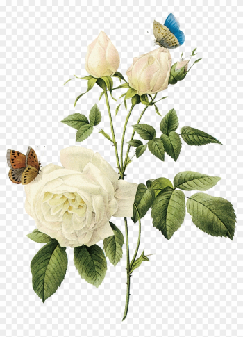 Rose Arranging Cut Flowers Encapsulated Postscript - White Rose Png Rose Arranging Cut Flowers Encapsulated Postscript - White Rose Png