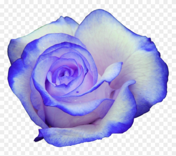 Rose Bleu - Rose Bleu Et Rose Rose Bleu - Rose Bleu Et Rose