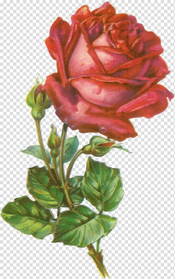 Rose Botanical illustration Botany , rose transparent background PNG clipart