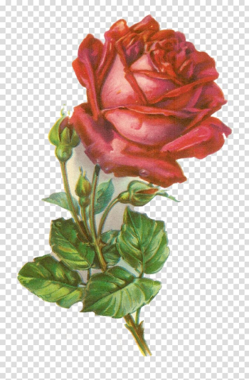 Rose Botanical illustration , rose transparent background PNG clipart Rose Botanical illustration , rose transparent background PNG clipart