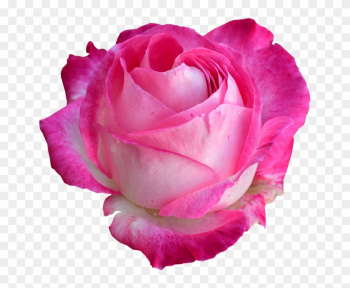 Rose, Bright Rose, Rose Png - Transparent Rose Png Rose, Bright Rose, Rose Png - Transparent Rose Png
