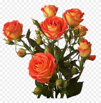 Rose Bunch Png Image - Bunch Of Roses Png