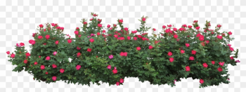 Rose Bush Clipart Flower Bush - Flower Bush Png