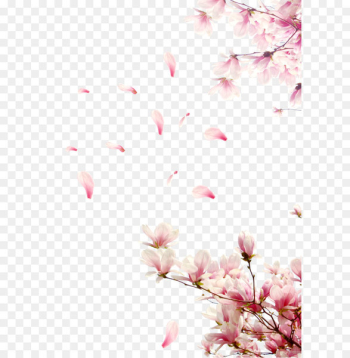 Rose Cherry blossom - Cherry tree branches Rose Cherry blossom - Cherry tree branches