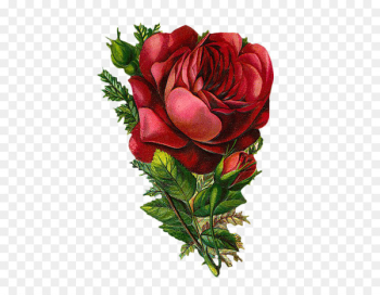 Rose Clip art - vintage flowers Rose Clip art - vintage flowers