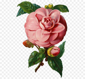 Rose Clip art - vintage flowers Rose Clip art - vintage flowers