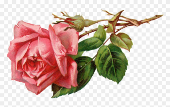 Rose Clipart Flower Bud - Pink Vintage Rose Png Rose Clipart Flower Bud - Pink Vintage Rose Png
