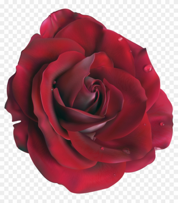 Rose Clipart Transparent Background - Blue Rose .png