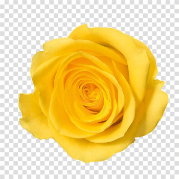 Rose Color, Yellow Rose transparent background PNG clipart