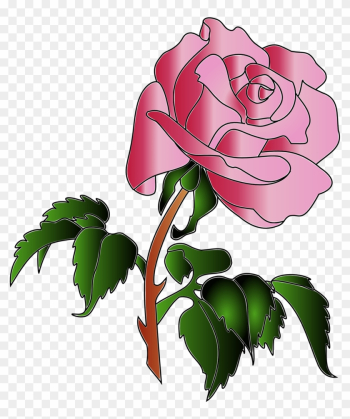 Rose Colors - Rose Rose Colors - Rose