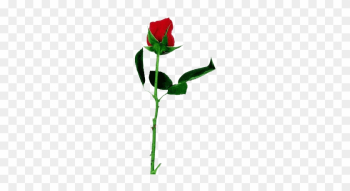 Rose Comments, Graphics - Single Rose Rose Comments, Graphics - Single Rose