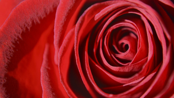 Rose desktop wallpaper, flower high | Free Photo - rawpixel Rose desktop wallpaper, flower high | Free Photo - rawpixel