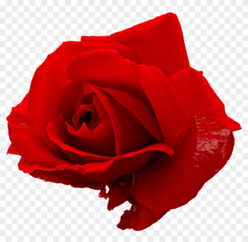 Rose Essential Oil - Red Rose Png File