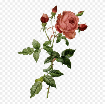 Rose Et Boutons - Peter Joseph Redoute Roses Rose Et Boutons - Peter Joseph Redoute Roses
