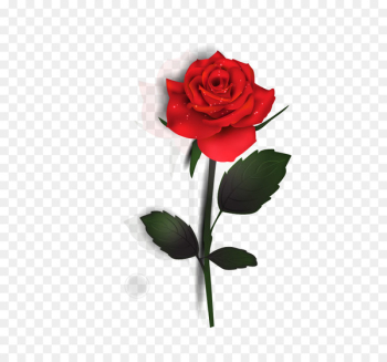 Rose Euclidean vector - Rose Rose Euclidean vector - Rose