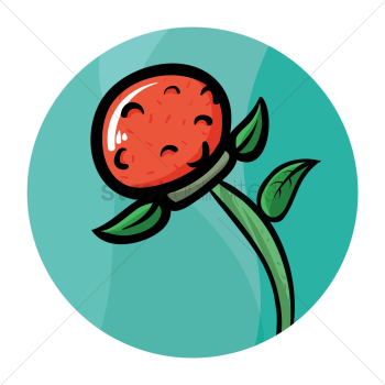 Rose flower Rose flower