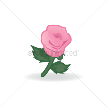 Rose flower Rose flower