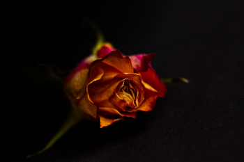 Rose Flower Rose Flower