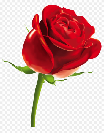 Rose Flower Rose Flower