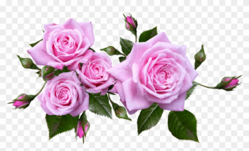 Rose, Flower, Arrangement, Plant - Flower Roses Rose, Flower, Arrangement, Plant - Flower Roses
