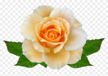 Rose, Flower, Autumn, Bloom - Rose Rose, Flower, Autumn, Bloom - Rose