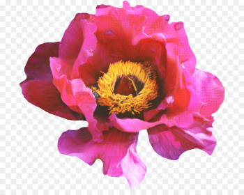 Rose, Flower, Blossom, Flowering Plant PNG Rose, Flower, Blossom, Flowering Plant PNG