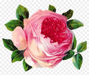 Rose Flower Botanical Art Image Shabby Chic Crafting - Rose