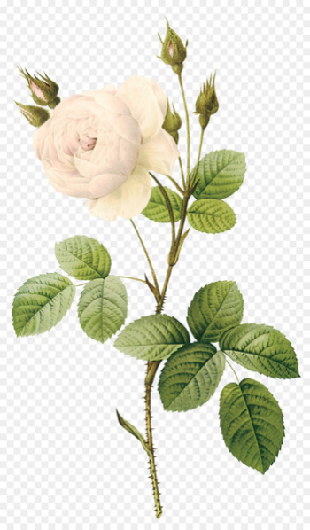 Rose Flower Botanical illustration Botany White - White Rose Rose Flower Botanical illustration Botany White - White Rose