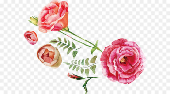 Rose Flower bouquet Illustration - Watercolor roses Rose Flower bouquet Illustration - Watercolor roses
