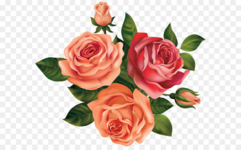 Rose Flower Clip art - Beautiful Roses Clipart Image 