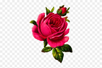 Rose Flower Download Digital - Illustration Png Vintage Rose Rose Flower Download Digital - Illustration Png Vintage Rose