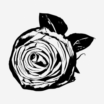 Rose flower drawing, botanical vintage | Free Photo - rawpixel Rose flower drawing, botanical vintage | Free Photo - rawpixel