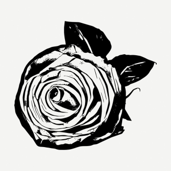Rose flower drawing, botanical vintage | Free PSD - rawpixel Rose flower drawing, botanical vintage | Free PSD - rawpixel