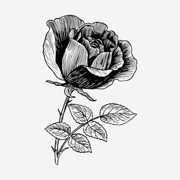 Rose flower drawing, vintage botanical | Free PSD - rawpixel Rose flower drawing, vintage botanical | Free PSD - rawpixel