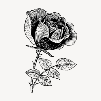 Rose flower drawing, vintage botanical | Free Vector - rawpixel Rose flower drawing, vintage botanical | Free Vector - rawpixel
