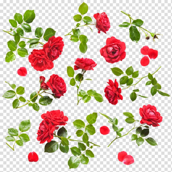 Rose Flower Drop , Red Rose transparent background PNG clipart Rose Flower Drop , Red Rose transparent background PNG clipart