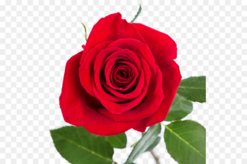 Rose, Flower, Floristry PNG Rose, Flower, Floristry PNG