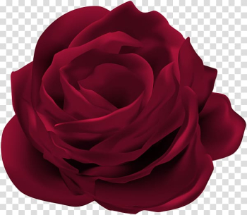 Rose Flower Graphics, rose transparent background PNG clipart Rose Flower Graphics, rose transparent background PNG clipart