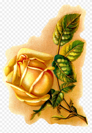 Rose Flower Illustration Botanical Vintage Art - Yellow Rose Vintage Illustration Pillow Case