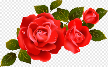 Rose Flower, Large Red Roses Element, red roses with leaves, flower Arranging, floribunda, rose Order png