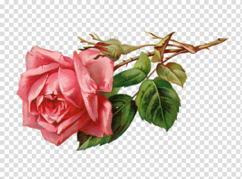 Rose Flower Pink , A rose transparent background PNG clipart