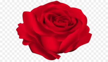 Rose Flower Red Clip art - Red Rose Flower PNG Image Rose Flower Red Clip art - Red Rose Flower PNG Image