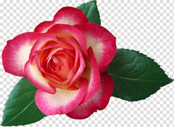 Rose Flower Red Leaf , Large Rose , red rose transparent background PNG clipart Rose Flower Red Leaf , Large Rose , red rose transparent background PNG clipart