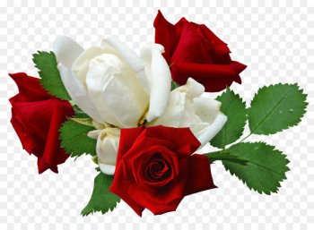 Rose Flower - Red roses and white roses Rose Flower - Red roses and white roses