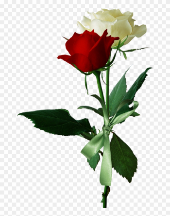 Rose Flower Red White - Rose Rose Flower Red White - Rose