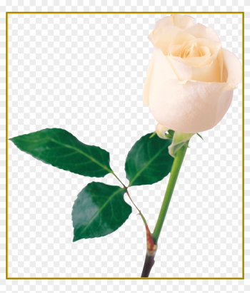 Rose Flower Rose Flower Mala For Wedding Appealing - Rose Png Rose Flower Rose Flower Mala For Wedding Appealing - Rose Png
