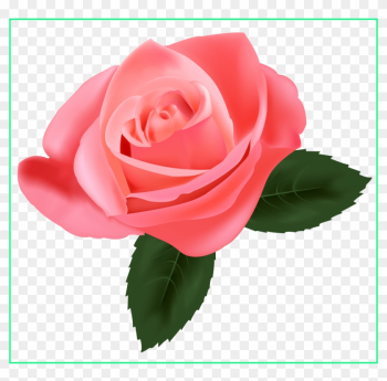 Rose Flower Rose Flower No Background Amazing Pink - Pink Rose Png Rose Flower Rose Flower No Background Amazing Pink - Pink Rose Png